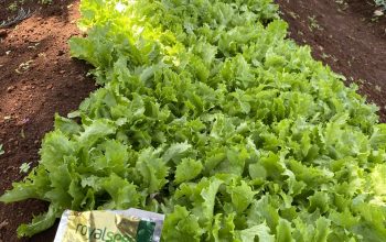 Organic Lettuce for Sale