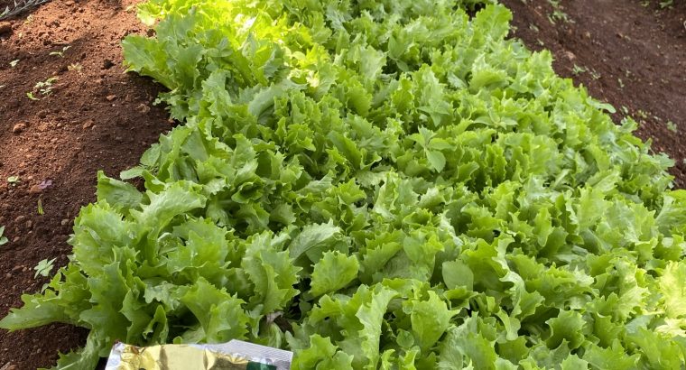 Organic Lettuce for Sale