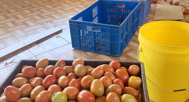 Fresh farm tomatoes