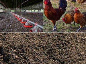 Chicken manure