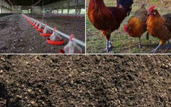 Chicken manure