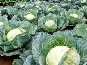 700 heads of cabbages
