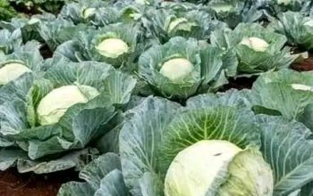 700 heads of cabbages