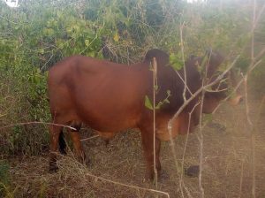 He Boran Bull cattle