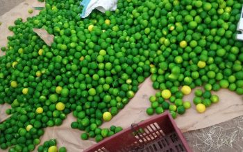 fresh limes for sale