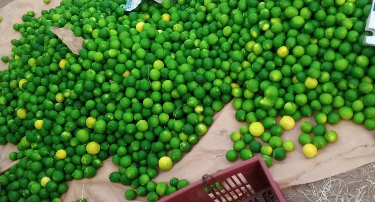 fresh limes for sale