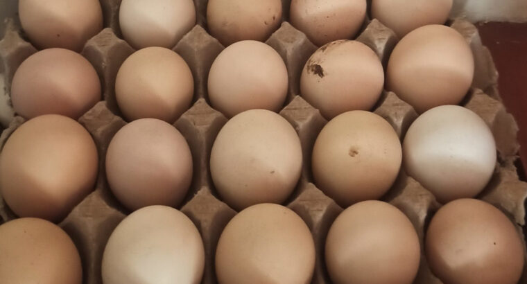 kienyeji eggs for sale