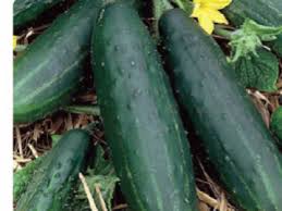 Cucumber for sale