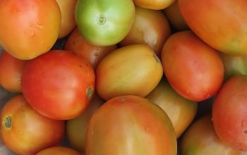 Tomatoes ksh1500