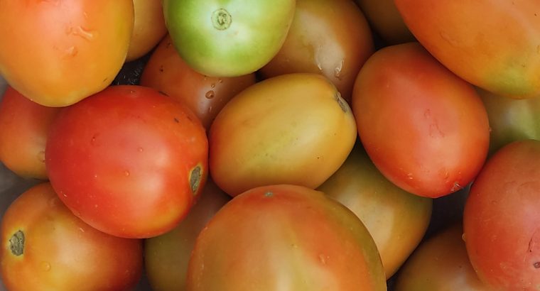 Tomatoes ksh1500