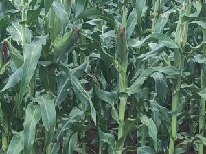 Green maize 🌽