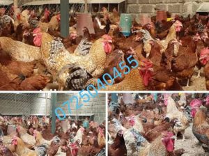 kienyeji chicken for sale