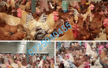 kienyeji chicken for sale