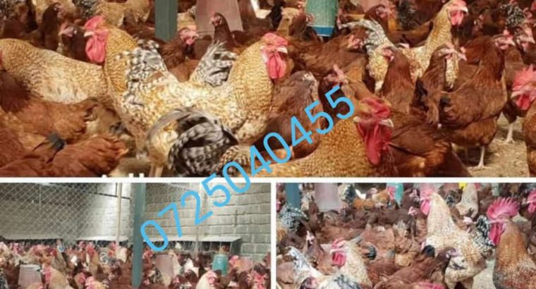 kienyeji chicken for sale