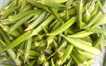 Fresh Okra