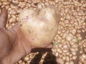Shangi Potatoes
