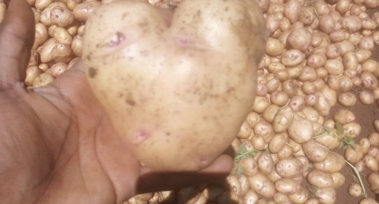 Shangi Potatoes
