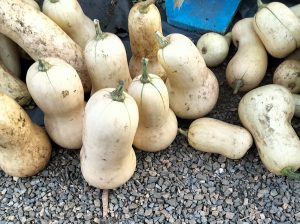 Butter nuts pumpkins