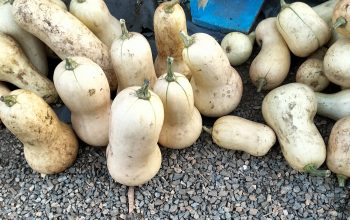 Butter nuts pumpkins