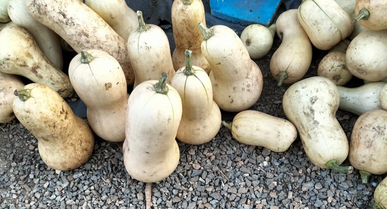 Butter nuts pumpkins