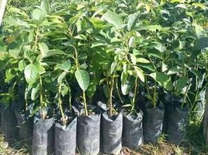 Hass avacado seedlings