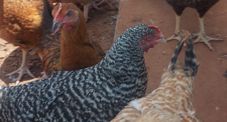 Sasso Kienyeji Chicken