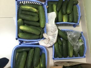 Fresh Cucumbers