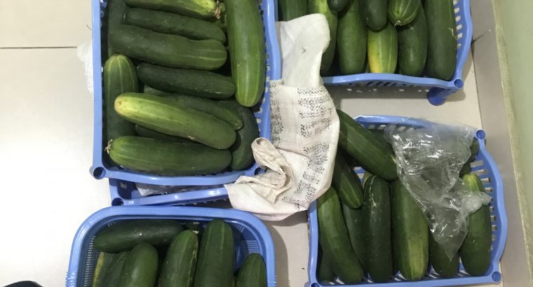 Fresh Cucumbers