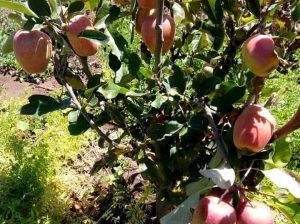 Apple seedlings