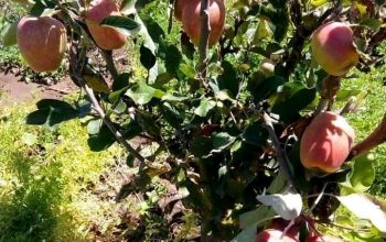 Apple seedlings