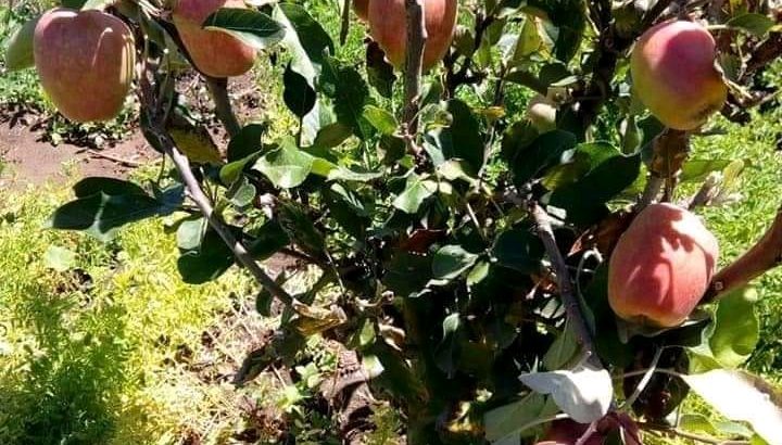 Apple seedlings