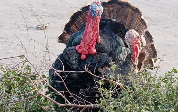 Turkey for sale