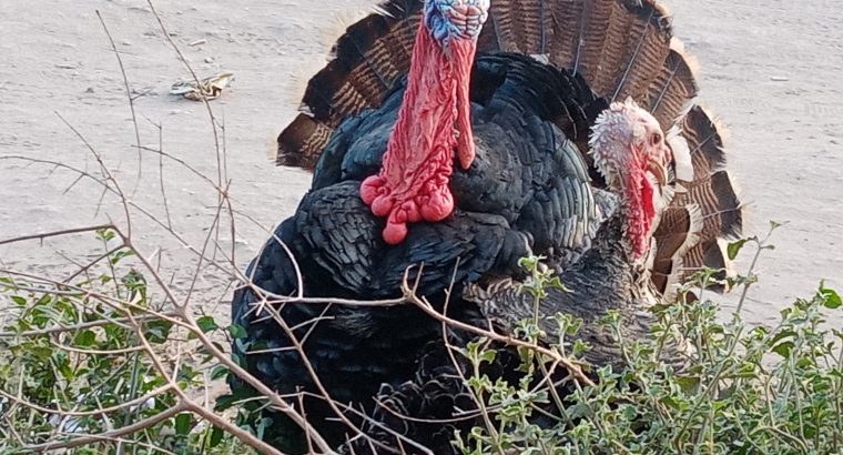 Turkey for sale