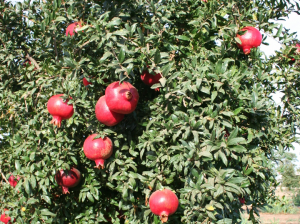 Pomegranate seedlings