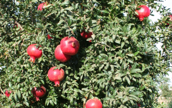 Pomegranate seedlings