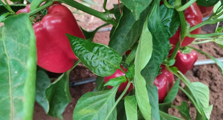 Red and Yellow Capsicum