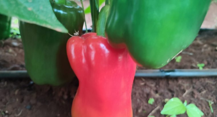 Red and Yellow Capsicum