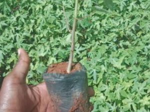 Hybrid malkia f1 seedlings