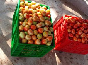 Tomatoes for sale