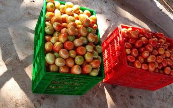 Tomatoes for sale