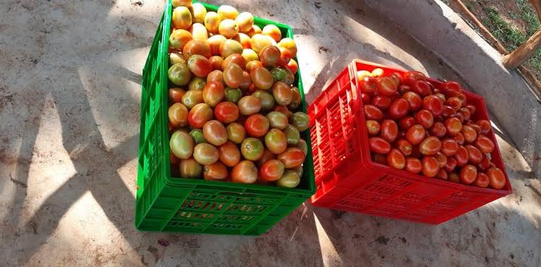 Tomatoes for sale