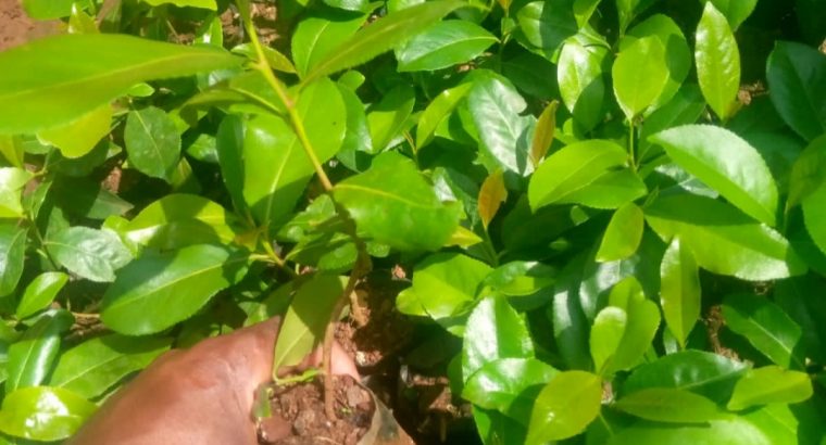 Original muguka seedlings