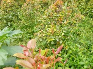 Original muguka seedlings