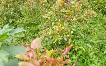 Original muguka seedlings