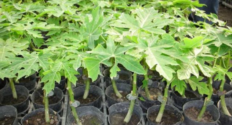 Hybrid malkia f1 seedlings