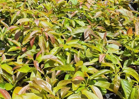 Avocado Seedlings