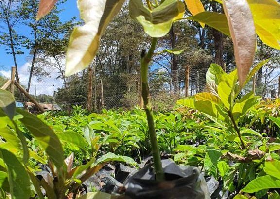 Avocado Seedlings