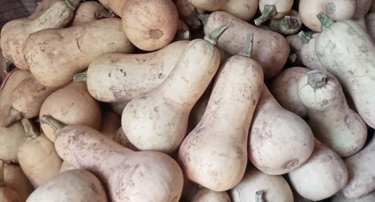 Butter nuts pumpkins