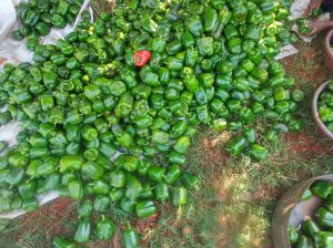 Fresh Green Capsicum