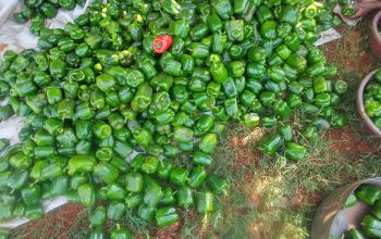 Fresh Green Capsicum